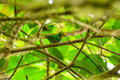 Multicolored Tanager, Ot&uacute;n Quimbaya Fauna and Flora Sanctuary, Colombia One of the primary bird targets of this area.
https://www.jungledragon.com/image/147276/multicolored_tanager_-_perched_otn_quimbaya_fauna_and_flora_sanctuary_colombia.html Chlorochrysa nitidissima,Colombia,Colombia 2022,Geotagged,Multicoloured tanager,Ot&uacute;n Quimbaya Fauna and Flora Sanctuary,South America,Summer,World