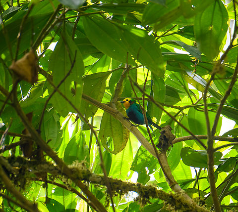 Multicolored Tanager - perched, Ot&uacute;n Quimbaya Fauna and Flora Sanctuary, Colombia One of the primary bird targets of this area.
https://www.jungledragon.com/image/147275/multicolored_tanager_otn_quimbaya_fauna_and_flora_sanctuary_colombia.html Chlorochrysa nitidissima,Colombia,Colombia 2022,Geotagged,Multicoloured tanager,Ot&uacute;n Quimbaya Fauna and Flora Sanctuary,South America,Summer,World