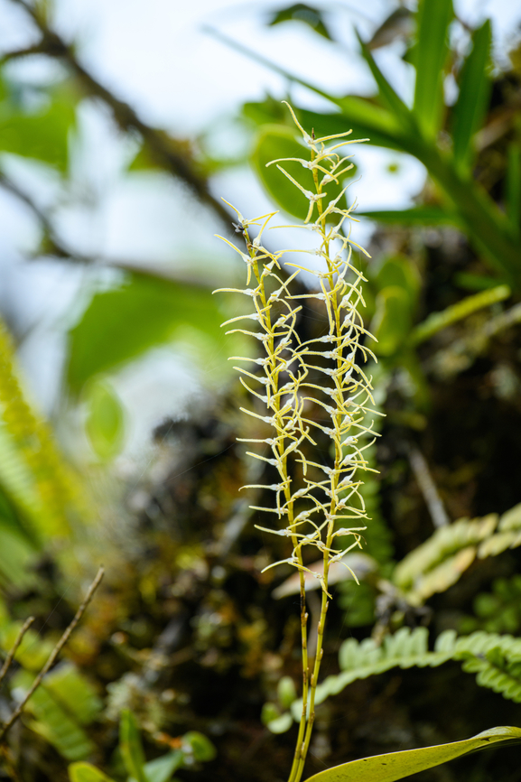 Stelis sclerophylla, Otún Quimbaya Fauna and Flora Sanctuary, Colombia Growing on this tree:<br />
<figure class="photo"><a href="https://www.jungledragon.com/image/147274/ephipytes_otn_quimbaya_fauna_and_flora_sanctuary_colombia.html" title="Ephipytes, Ot&uacute;n Quimbaya Fauna and Flora Sanctuary, Colombia"><img src="https://s3.amazonaws.com/media.jungledragon.com/images/2/147274_thumb.jpg?AWSAccessKeyId=05GMT0V3GWVNE7GGM1R2&Expires=1759968010&Signature=6RkbtRkQ%2FRLzC75BS84dFpPh6aY%3D" width="114" height="152" alt="Ephipytes, Ot&uacute;n Quimbaya Fauna and Flora Sanctuary, Colombia Just some cloud forest scenery with emphasis on the tree in the foreground. It&#039;s completely overloaded with epihpytes like bromeliads, moss, ferns, orchids. Branches snapping under the weight of all these sponges is highly common. Colombia,Colombia 2022,Geotagged,Quimbaya Fauna and Flora Sanctuary,South America,Summer,World" /></a></figure> Colombia,Colombia 2022,Geotagged,Otún Quimbaya Fauna and Flora Sanctuary,South America,Stelis sclerophylla,Summer,World