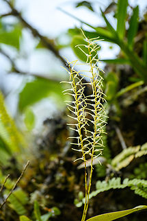 Stelis sclerophylla, Otún Quimbaya Fauna and Flora Sanctuary, Colombia Growing on this tree:
https://www.jungledragon.com/image/147274/ephipytes_otn_quimbaya_fauna_and_flora_sanctuary_colombia.html Colombia,Colombia 2022,Geotagged,Otún Quimbaya Fauna and Flora Sanctuary,South America,Stelis sclerophylla,Summer,World