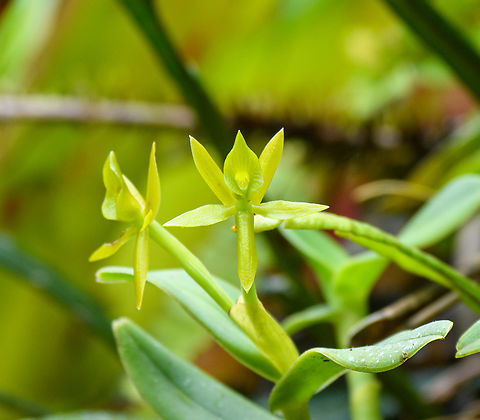 Epidendrum geminiflorum, Otún Quimbaya Fauna and Flora Sanctuary, Colombia Found on this tree:
https://www.jungledragon.com/image/147274/ephipytes_otn_quimbaya_fauna_and_flora_sanctuary_colombia.html Colombia,Colombia 2022,Epidendrum geminiflorum,Geotagged,Otún Quimbaya Fauna and Flora Sanctuary,South America,Summer,World