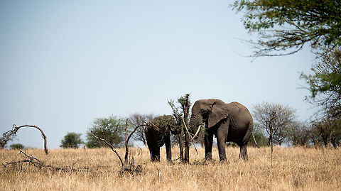 African Elephant parenting, Serengeti North "Son, this is how you extract a toothpick" Africa,African bush elephant,Loxodonta africana,Serengeti National Park,Serengeti North,Serengeti area,Tanzania