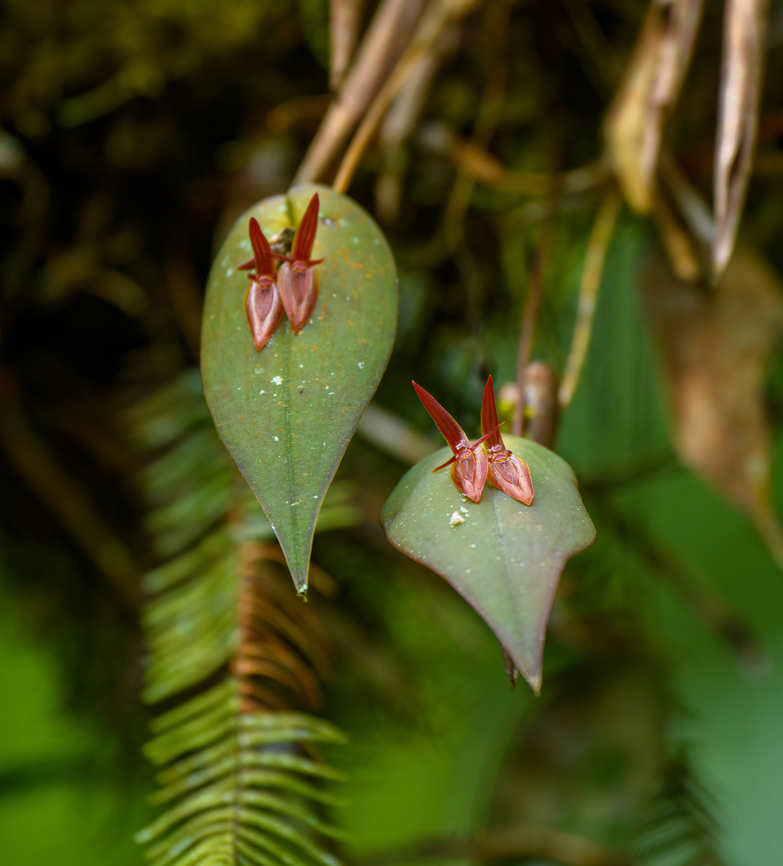 Pleurothallis petroana, Otún Quimbaya Fauna and Flora Sanctuary, Colombia ID by Kevin Holcomb. This species was only recently described:<br />
<a href="http://www.lankesteriana.org/LankesterianaJournal/23(1)/03" rel="nofollow">http://www.lankesteriana.org/LankesterianaJournal/23(1)/03</a>. Sierra-Ariza 2023.pdf Colombia,Colombia 2022,Geotagged,Otún Quimbaya Fauna and Flora Sanctuary,Pleurothallis petroana,South America,Summer,World