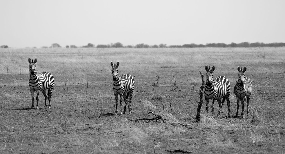 Zebra gang of four Mutual interest between the photographer and the subjects. Africa,Equus quagga,Plains zebra,Serengeti National Park,Serengeti North,Serengeti area,Tanzania