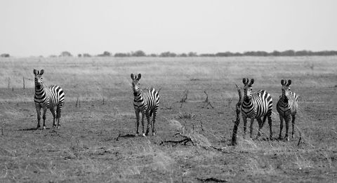 Zebra gang of four Mutual interest between the photographer and the subjects. Africa,Equus quagga,Plains zebra,Serengeti National Park,Serengeti North,Serengeti area,Tanzania