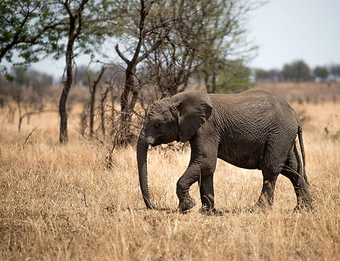 Baby Bush Elephant on the move, Serengeti North I'm not sure what happened to its tusk. Africa,African bush elephant,Loxodonta africana,Serengeti National Park,Serengeti North,Serengeti area,Tanzania