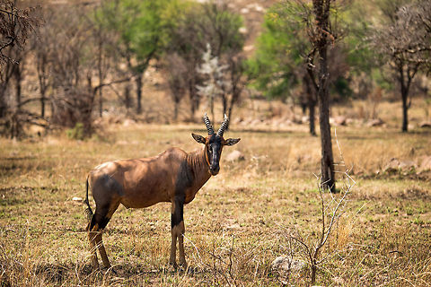 Adult topi on Serengeti plains  Africa,Damaliscus korrigum,Serengeti National Park,Serengeti North,Serengeti area,Tanzania,Topi
