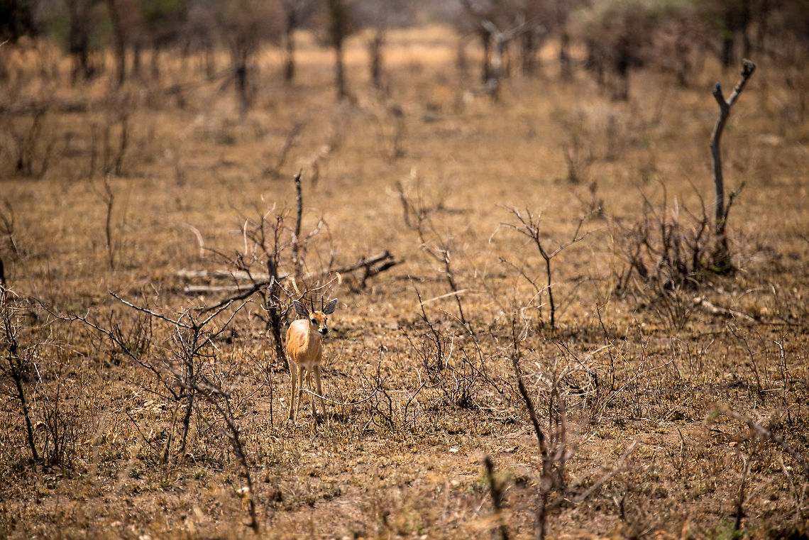 Young Oribi, Serengeti North Such a beautiful yet vulnerable species. Africa,Oribi,Ourebia ourebi,Serengeti National Park,Serengeti North,Serengeti area,Tanzania