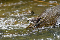 White-capped dipper - foraging, Otún Quimbaya Fauna and Flora Sanctuary, Colombia A wild river specialist.<br />
https://www.jungledragon.com/image/147344/white-capped_dipper_otn_quimbaya_fauna_and_flora_sanctuary_colombia.html<br />
https://www.jungledragon.com/image/147345/otn_quimbaya_fauna_and_flora_sanctuary_river_colombia.html Cinclus leucocephalus,Colombia,Colombia 2022,Geotagged,Otún Quimbaya Fauna and Flora Sanctuary,South America,Summer,White-capped dipper,World