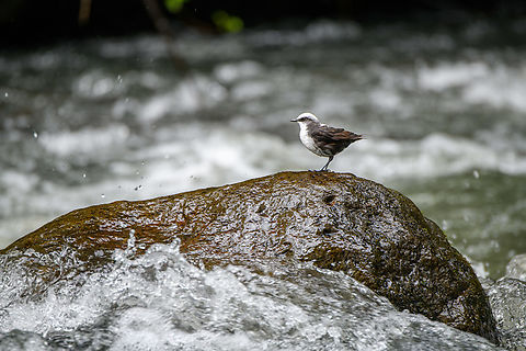 White-capped dipper, Otún Quimbaya Fauna and Flora Sanctuary, Colombia A wild river specialist.
https://www.jungledragon.com/image/147343/white-capped_dipper_-_foraging_otn_quimbaya_fauna_and_flora_sanctuary_colombia.html
https://www.jungledragon.com/image/147345/otn_quimbaya_fauna_and_flora_sanctuary_river_colombia.html Cinclus leucocephalus,Colombia,Colombia 2022,Geotagged,Otún Quimbaya Fauna and Flora Sanctuary,South America,Summer,White-capped dipper,World