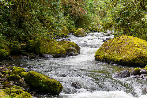 Otún Quimbaya Fauna and Flora Sanctuary river, Colombia Habitat shot, where birds such as the White-capped Dipper can be found:
https://www.jungledragon.com/image/147344/white-capped_dipper_otn_quimbaya_fauna_and_flora_sanctuary_colombia.html Colombia,Colombia 2022,Geotagged,Otún Quimbaya Fauna and Flora Sanctuary,South America,Summer,World