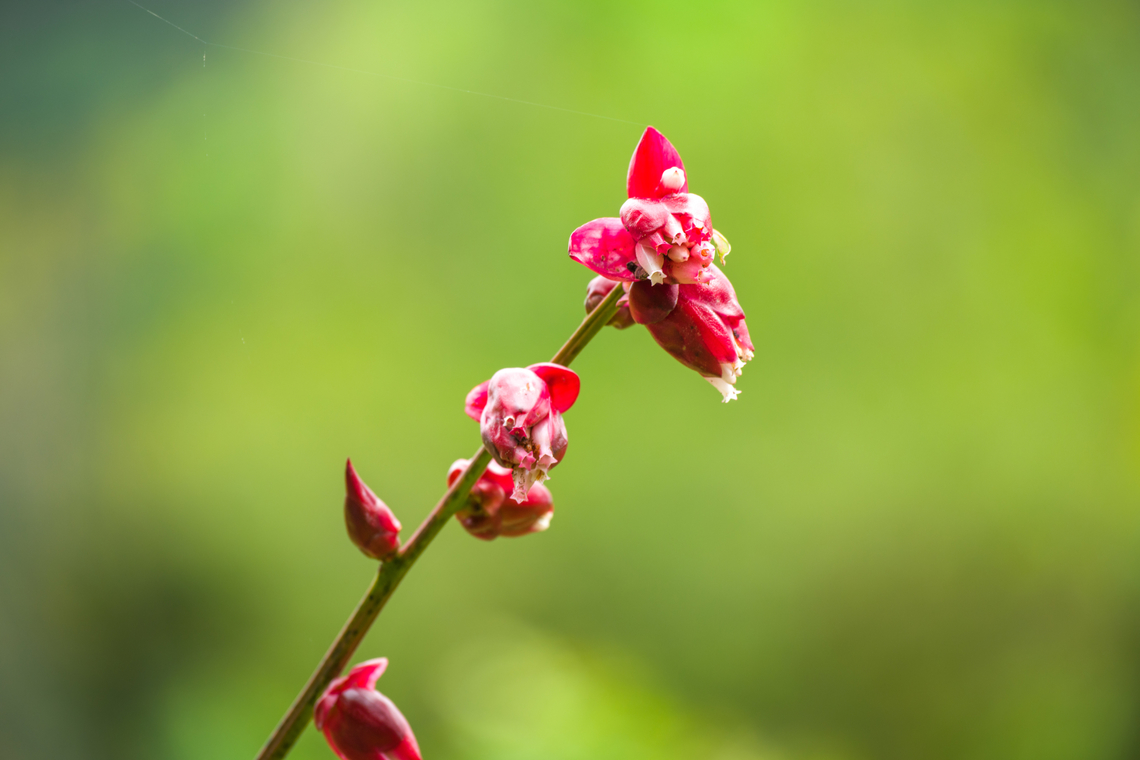 Cavendishia bracteata, Ot&uacute;n Quimbaya Fauna and Flora Sanctuary, Colombia  Cavendishia bracteata,Colombia,Colombia 2022,Geotagged,Ot&uacute;n Quimbaya Fauna and Flora Sanctuary,South America,Summer,World