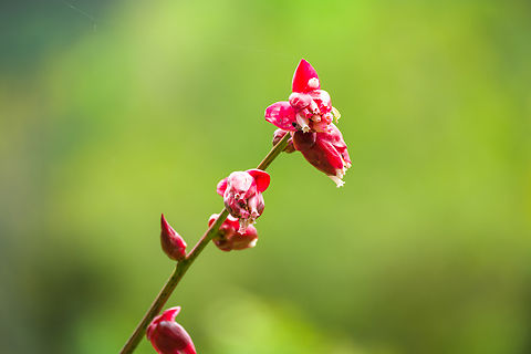 Cavendishia bracteata, Ot&uacute;n Quimbaya Fauna and Flora Sanctuary, Colombia  Cavendishia bracteata,Colombia,Colombia 2022,Geotagged,Ot&uacute;n Quimbaya Fauna and Flora Sanctuary,South America,Summer,World