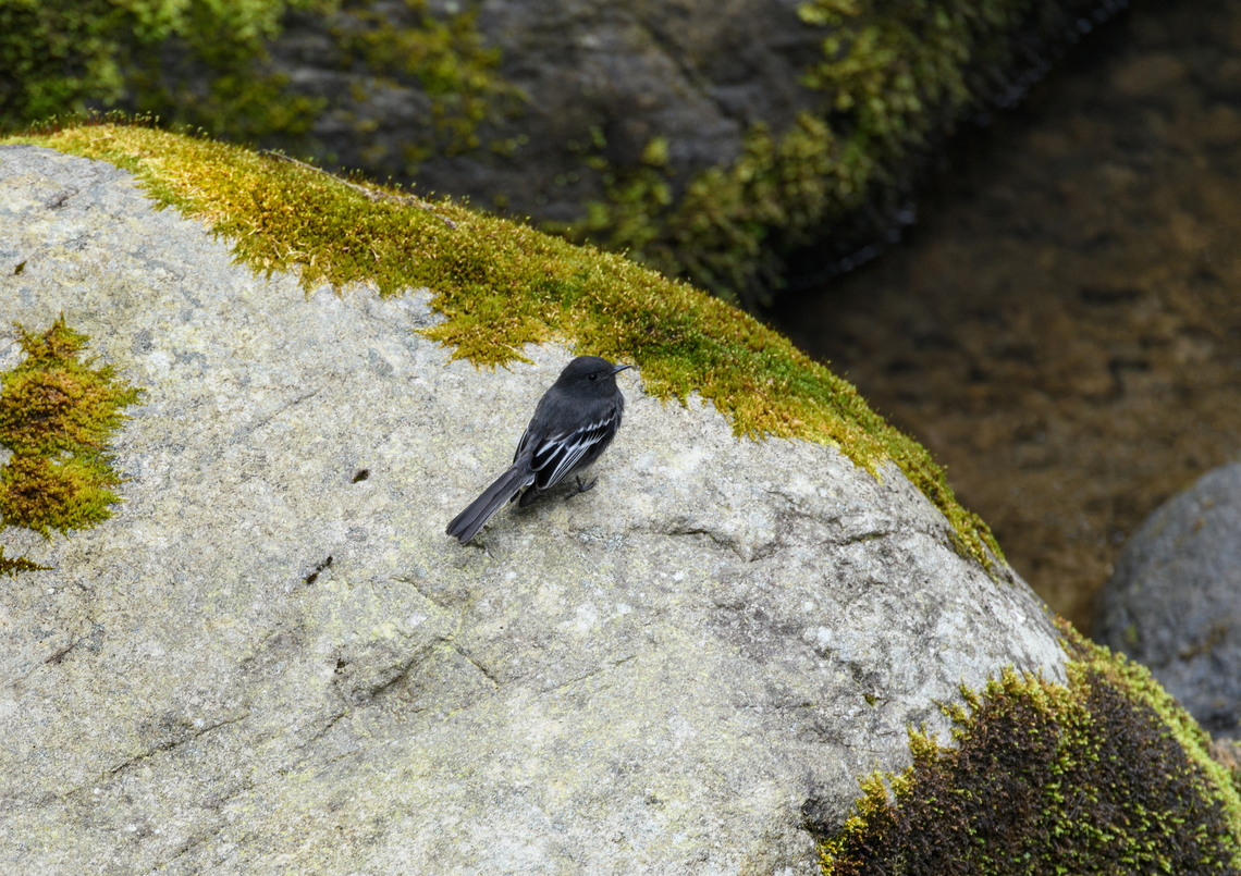 Black phoebe, Otún Quimbaya Fauna and Flora Sanctuary, Colombia  Black phoebe,Colombia,Colombia 2022,Geotagged,Otún Quimbaya Fauna and Flora Sanctuary,Sayornis nigricans,South America,Summer,World