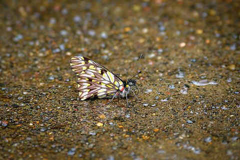 Catasticta seitzi, Otún Quimbaya Fauna and Flora Sanctuary, Colombia  Catasticta seitzi,Colombia,Colombia 2022,Geotagged,Otún Quimbaya Fauna and Flora Sanctuary,South America,Summer,World