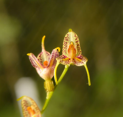 Enchanting Masdevallia