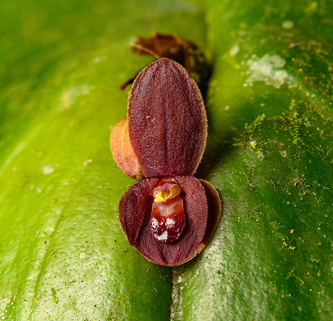 Pleurothallis cordata, Otún Quimbaya Fauna and Flora Sanctuary, Colombia Flower size: 5mm. Colombia,Colombia 2022,Geotagged,Otún Quimbaya Fauna and Flora Sanctuary,Pleurothallis cordata,South America,Summer,World