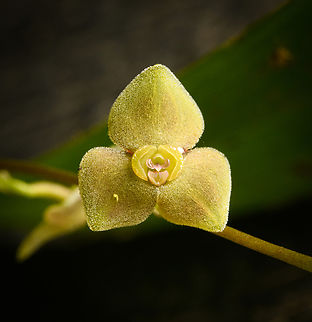 Stelis sp.? Otún Quimbaya Fauna and Flora Sanctuary, Colombia Identification still in progress. Colombia,Colombia 2022,Geotagged,Otún Quimbaya Fauna and Flora Sanctuary,South America,Summer,World