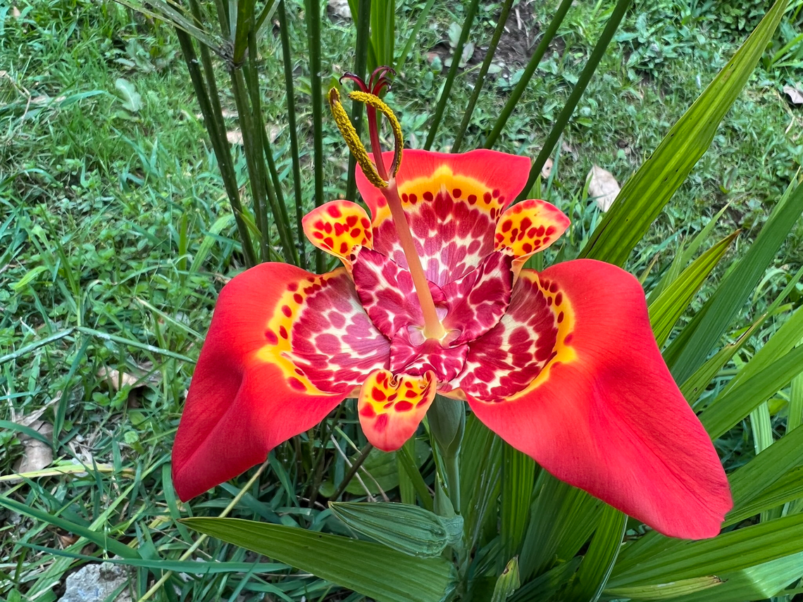 Tigridia pavonia, Otún Quimbaya Fauna and Flora Sanctuary, Colombia  Colombia,Colombia 2022,Geotagged,Jockey's cap lily,Otún Quimbaya Fauna and Flora Sanctuary,South America,Summer,Tigridia pavonia,World