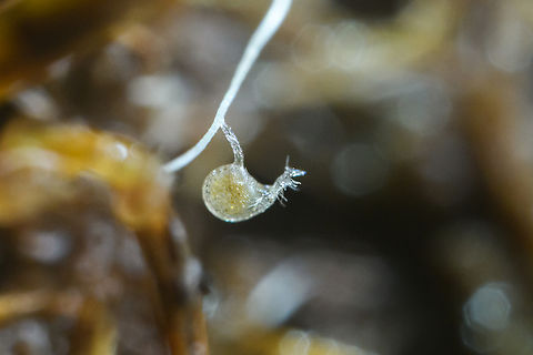 Bladderwort trap - closeup, Otún Quimbaya Fauna and Flora Sanctuary, Colombia Our guide and friend Manuel Espejo is obsessed with carnivorous plants, so here we tried to use the 5:1 macro lens I brought to document the trapping mechanism of a bladderwort. The paperclip is pointing at the trap, which is a mere 1mm in size, yet one of the most sophisticated trapping mechanisms in the natural world. 
https://www.jungledragon.com/image/147365/bladderwort_trap_otn_quimbaya_fauna_and_flora_sanctuary_colombia.html
The below video explains it well:

https://www.youtube.com/watch?v=HQ69c5bRJAU Colombia,Colombia 2022,Geotagged,Otún Quimbaya Fauna and Flora Sanctuary,South America,Summer,World
