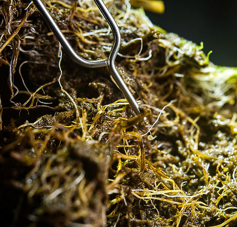 Bladderwort trap, Ot&uacute;n Quimbaya Fauna and Flora Sanctuary, Colombia Our guide and friend Manuel Espejo is obsessed with carnivorous plants, so here we tried to use the 5:1 macro lens I brought to document the trapping mechanism of a bladderwort. The paperclip is pointing at the trap, which is a mere 1mm in size, yet one of the most sophisticated trapping mechanisms in the natural world. 
https://www.jungledragon.com/image/147364/bladderwort_trap_-_closeup_otn_quimbaya_fauna_and_flora_sanctuary_colombia.html
The below video explains it well:

https://www.youtube.com/watch?v=HQ69c5bRJAU Colombia,Colombia 2022,Geotagged,Ot&uacute;n Quimbaya Fauna and Flora Sanctuary,South America,Summer,World