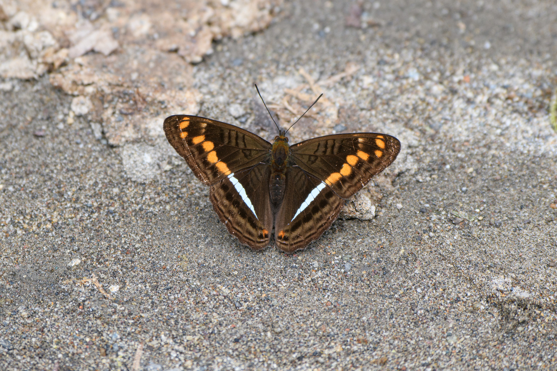 Adelpha olynthia, Ot&uacute;n Quimbaya Fauna and Flora Sanctuary, Colombia  Adelpha olynthia,Colombia,Colombia 2022,Geotagged,Ot&uacute;n Quimbaya Fauna and Flora Sanctuary,South America,Summer,World