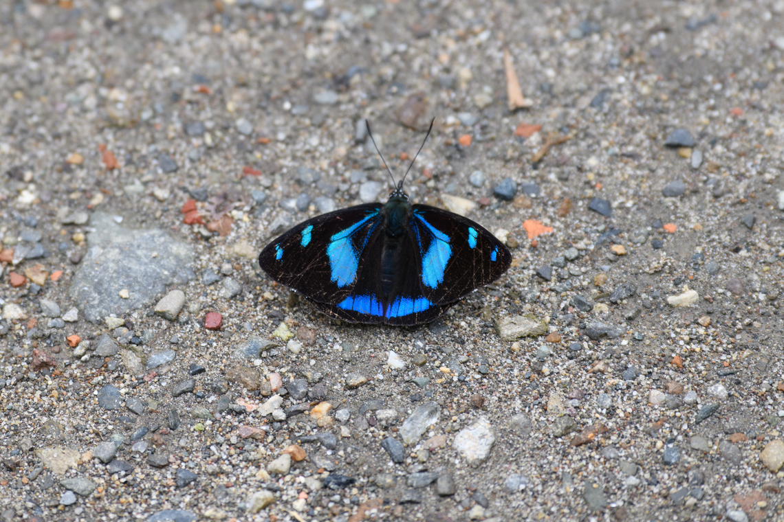 Perisama humboldtii, Ot&uacute;n Quimbaya Fauna and Flora Sanctuary, Colombia <figure class="photo"><a href="https://www.jungledragon.com/image/147369/perisama_humboldtii_-_side_view_otn_quimbaya_fauna_and_flora_sanctuary_colombia.html" title="Perisama humboldtii - side view, Ot&uacute;n Quimbaya Fauna and Flora Sanctuary, Colombia"><img src="https://s3.amazonaws.com/media.jungledragon.com/images/2/147369_thumb.jpg?AWSAccessKeyId=05GMT0V3GWVNE7GGM1R2&Expires=1769040010&Signature=qcTNR5tOydJeEOtsu20y6ykygDU%3D" width="200" height="134" alt="Perisama humboldtii - side view, Ot&uacute;n Quimbaya Fauna and Flora Sanctuary, Colombia Crappy remote photo, but useful to support  the identification:<br />
https://www.jungledragon.com/image/147368/perisama_humboldtii_otn_quimbaya_fauna_and_flora_sanctuary_colombia.html Colombia,Colombia 2022,Geotagged,Ot&uacute;n Quimbaya Fauna and Flora Sanctuary,Perisama humboldtii,South America,Summer,World" /></a></figure> Colombia,Colombia 2022,Geotagged,Ot&uacute;n Quimbaya Fauna and Flora Sanctuary,Perisama humboldtii,South America,Summer,World