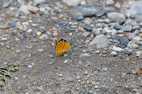 Perisama humboldtii - side view, Ot&uacute;n Quimbaya Fauna and Flora Sanctuary, Colombia Crappy remote photo, but useful to support  the identification:
https://www.jungledragon.com/image/147368/perisama_humboldtii_otn_quimbaya_fauna_and_flora_sanctuary_colombia.html Colombia,Colombia 2022,Geotagged,Ot&uacute;n Quimbaya Fauna and Flora Sanctuary,Perisama humboldtii,South America,Summer,World