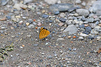 Perisama humboldtii - side view, Ot&uacute;n Quimbaya Fauna and Flora Sanctuary, Colombia Crappy remote photo, but useful to support  the identification:<br />
https://www.jungledragon.com/image/147368/perisama_humboldtii_otn_quimbaya_fauna_and_flora_sanctuary_colombia.html Colombia,Colombia 2022,Geotagged,Ot&uacute;n Quimbaya Fauna and Flora Sanctuary,Perisama humboldtii,South America,Summer,World