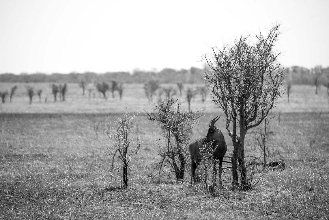 Topi in Northern Serengeti (B&W)  Africa,Damaliscus korrigum,Serengeti National Park,Serengeti North,Serengeti area,Tanzania,Topi