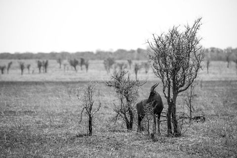 Topi in Northern Serengeti (B&W)  Africa,Damaliscus korrigum,Serengeti National Park,Serengeti North,Serengeti area,Tanzania,Topi