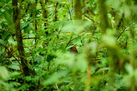 Chestnut-breasted wren, Ot&uacute;n Quimbaya Fauna and Flora Sanctuary, Colombia Horrific photo, but uploading it for the personal "lifers" list. Chestnut-breasted wren,Colombia,Colombia 2022,Cyphorhinus thoracicus,Geotagged,Ot&uacute;n Quimbaya Fauna and Flora Sanctuary,South America,Summer,World