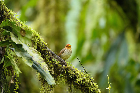 Hooded Antpitta, Otún Quimbaya Fauna and Flora Sanctuary, Colombia The #1 bird target of this area. We had been trying to find it all morning. Heard it twice, and here finally it made an open perch.
https://www.jungledragon.com/image/147373/hooded_antpitta_-_side_view_otn_quimbaya_fauna_and_flora_sanctuary_colombia.html
https://www.jungledragon.com/image/147372/hooded_antpitta_-_perched_otn_quimbaya_fauna_and_flora_sanctuary_colombia.html Colombia,Colombia 2022,Geotagged,Grallaricula cucullata,Hooded antpitta,Otún Quimbaya Fauna and Flora Sanctuary,South America,Summer,World