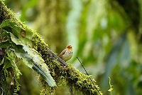 Hooded Antpitta, Otún Quimbaya Fauna and Flora Sanctuary, Colombia The #1 bird target of this area. We had been trying to find it all morning. Heard it twice, and here finally it made an open perch.<br />
https://www.jungledragon.com/image/147373/hooded_antpitta_-_side_view_otn_quimbaya_fauna_and_flora_sanctuary_colombia.html<br />
https://www.jungledragon.com/image/147372/hooded_antpitta_-_perched_otn_quimbaya_fauna_and_flora_sanctuary_colombia.html Colombia,Colombia 2022,Geotagged,Grallaricula cucullata,Hooded antpitta,Otún Quimbaya Fauna and Flora Sanctuary,South America,Summer,World