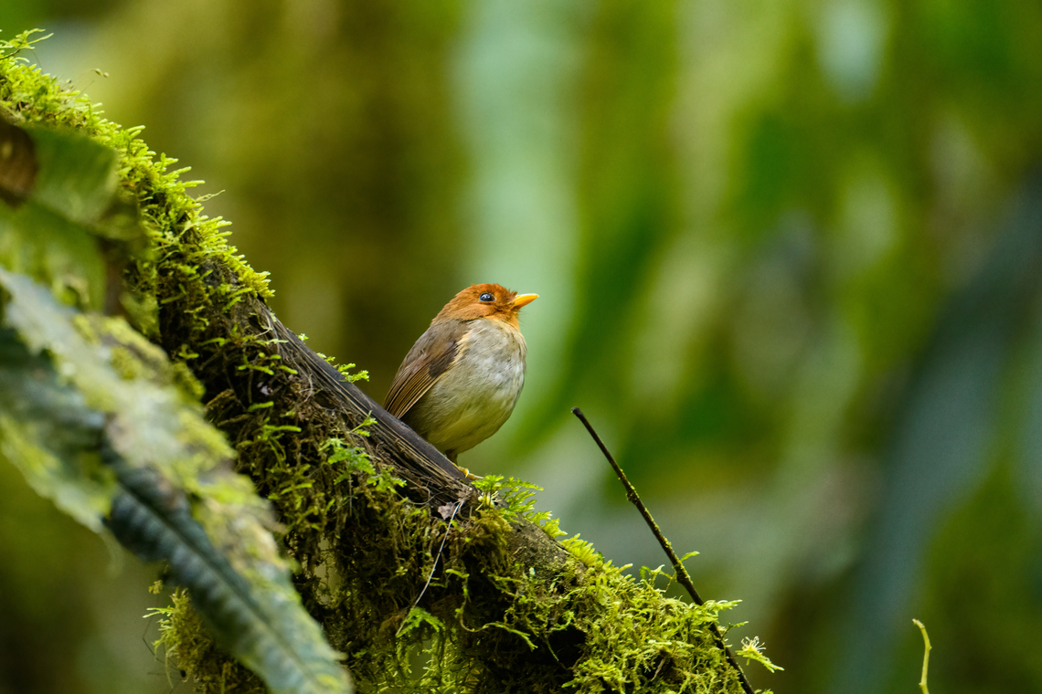 Hooded Antpitta - perched, Otún Quimbaya Fauna and Flora Sanctuary, Colombia The #1 bird target of this area. We had been trying to find it all morning. Heard it twice, and here finally it made an open perch.<br />
<figure class="photo"><a href="https://www.jungledragon.com/image/147373/hooded_antpitta_-_side_view_otn_quimbaya_fauna_and_flora_sanctuary_colombia.html" title="Hooded Antpitta - side view, Ot&uacute;n Quimbaya Fauna and Flora Sanctuary, Colombia"><img src="https://s3.amazonaws.com/media.jungledragon.com/images/2/147373_thumb.jpg?AWSAccessKeyId=05GMT0V3GWVNE7GGM1R2&Expires=1759968010&Signature=Tbr3F1ni8sqpdwqEhAa1ongAtKE%3D" width="200" height="164" alt="Hooded Antpitta - side view, Ot&uacute;n Quimbaya Fauna and Flora Sanctuary, Colombia The #1 bird target of this area. We had been trying to find it all morning. Heard it twice, and here finally it made an open perch.<br />
https://www.jungledragon.com/image/147371/hooded_antpitta_otn_quimbaya_fauna_and_flora_sanctuary_colombia.html<br />
https://www.jungledragon.com/image/147372/hooded_antpitta_-_perched_otn_quimbaya_fauna_and_flora_sanctuary_colombia.html Colombia,Colombia 2022,Geotagged,Grallaricula cucullata,Hooded antpitta,Ot&uacute;n Quimbaya Fauna and Flora Sanctuary,South America,Summer,World" /></a></figure><br />
<figure class="photo"><a href="https://www.jungledragon.com/image/147371/hooded_antpitta_otn_quimbaya_fauna_and_flora_sanctuary_colombia.html" title="Hooded Antpitta, Ot&uacute;n Quimbaya Fauna and Flora Sanctuary, Colombia"><img src="https://s3.amazonaws.com/media.jungledragon.com/images/2/147371_thumb.jpg?AWSAccessKeyId=05GMT0V3GWVNE7GGM1R2&Expires=1759968010&Signature=zQbKdXLwV9Cx9VY69vhx90H%2FP34%3D" width="200" height="134" alt="Hooded Antpitta, Ot&uacute;n Quimbaya Fauna and Flora Sanctuary, Colombia The #1 bird target of this area. We had been trying to find it all morning. Heard it twice, and here finally it made an open perch.<br />
https://www.jungledragon.com/image/147373/hooded_antpitta_-_side_view_otn_quimbaya_fauna_and_flora_sanctuary_colombia.html<br />
https://www.jungledragon.com/image/147372/hooded_antpitta_-_perched_otn_quimbaya_fauna_and_flora_sanctuary_colombia.html Colombia,Colombia 2022,Geotagged,Grallaricula cucullata,Hooded antpitta,Ot&uacute;n Quimbaya Fauna and Flora Sanctuary,South America,Summer,World" /></a></figure> Colombia,Colombia 2022,Geotagged,Grallaricula cucullata,Hooded antpitta,Otún Quimbaya Fauna and Flora Sanctuary,South America,Summer,World
