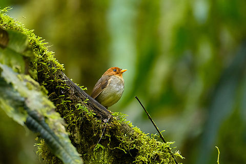 Hooded Antpitta - perched, Otún Quimbaya Fauna and Flora Sanctuary, Colombia The #1 bird target of this area. We had been trying to find it all morning. Heard it twice, and here finally it made an open perch.
https://www.jungledragon.com/image/147373/hooded_antpitta_-_side_view_otn_quimbaya_fauna_and_flora_sanctuary_colombia.html
https://www.jungledragon.com/image/147371/hooded_antpitta_otn_quimbaya_fauna_and_flora_sanctuary_colombia.html Colombia,Colombia 2022,Geotagged,Grallaricula cucullata,Hooded antpitta,Otún Quimbaya Fauna and Flora Sanctuary,South America,Summer,World