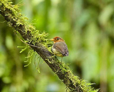 Hooded Antpitta - side view, Otún Quimbaya Fauna and Flora Sanctuary, Colombia The #1 bird target of this area. We had been trying to find it all morning. Heard it twice, and here finally it made an open perch.
https://www.jungledragon.com/image/147371/hooded_antpitta_otn_quimbaya_fauna_and_flora_sanctuary_colombia.html
https://www.jungledragon.com/image/147372/hooded_antpitta_-_perched_otn_quimbaya_fauna_and_flora_sanctuary_colombia.html Colombia,Colombia 2022,Geotagged,Grallaricula cucullata,Hooded antpitta,Otún Quimbaya Fauna and Flora Sanctuary,South America,Summer,World