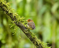 Hooded Antpitta - side view, Otún Quimbaya Fauna and Flora Sanctuary, Colombia The #1 bird target of this area. We had been trying to find it all morning. Heard it twice, and here finally it made an open perch.<br />
https://www.jungledragon.com/image/147371/hooded_antpitta_otn_quimbaya_fauna_and_flora_sanctuary_colombia.html<br />
https://www.jungledragon.com/image/147372/hooded_antpitta_-_perched_otn_quimbaya_fauna_and_flora_sanctuary_colombia.html Colombia,Colombia 2022,Geotagged,Grallaricula cucullata,Hooded antpitta,Otún Quimbaya Fauna and Flora Sanctuary,South America,Summer,World
