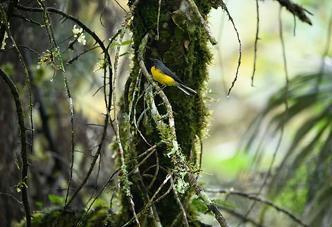 Slate-throated Redstart, Otún Quimbaya Fauna and Flora Sanctuary, Colombia https://www.jungledragon.com/image/147375/slate-throated_redstart_-_feeding_otn_quimbaya_fauna_and_flora_sanctuary_colombia.html Colombia,Colombia 2022,Geotagged,Myioborus miniatus,Otún Quimbaya Fauna and Flora Sanctuary,Slate-throated Redstart,South America,Summer,World