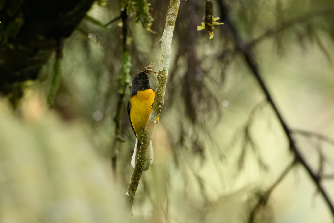Slate-throated Redstart - feeding, Otún Quimbaya Fauna and Flora Sanctuary, Colombia Snacking on a crane fly. Colombia,Colombia 2022,Geotagged,Myioborus miniatus,Otún Quimbaya Fauna and Flora Sanctuary,Slate-throated Redstart,South America,Summer,World