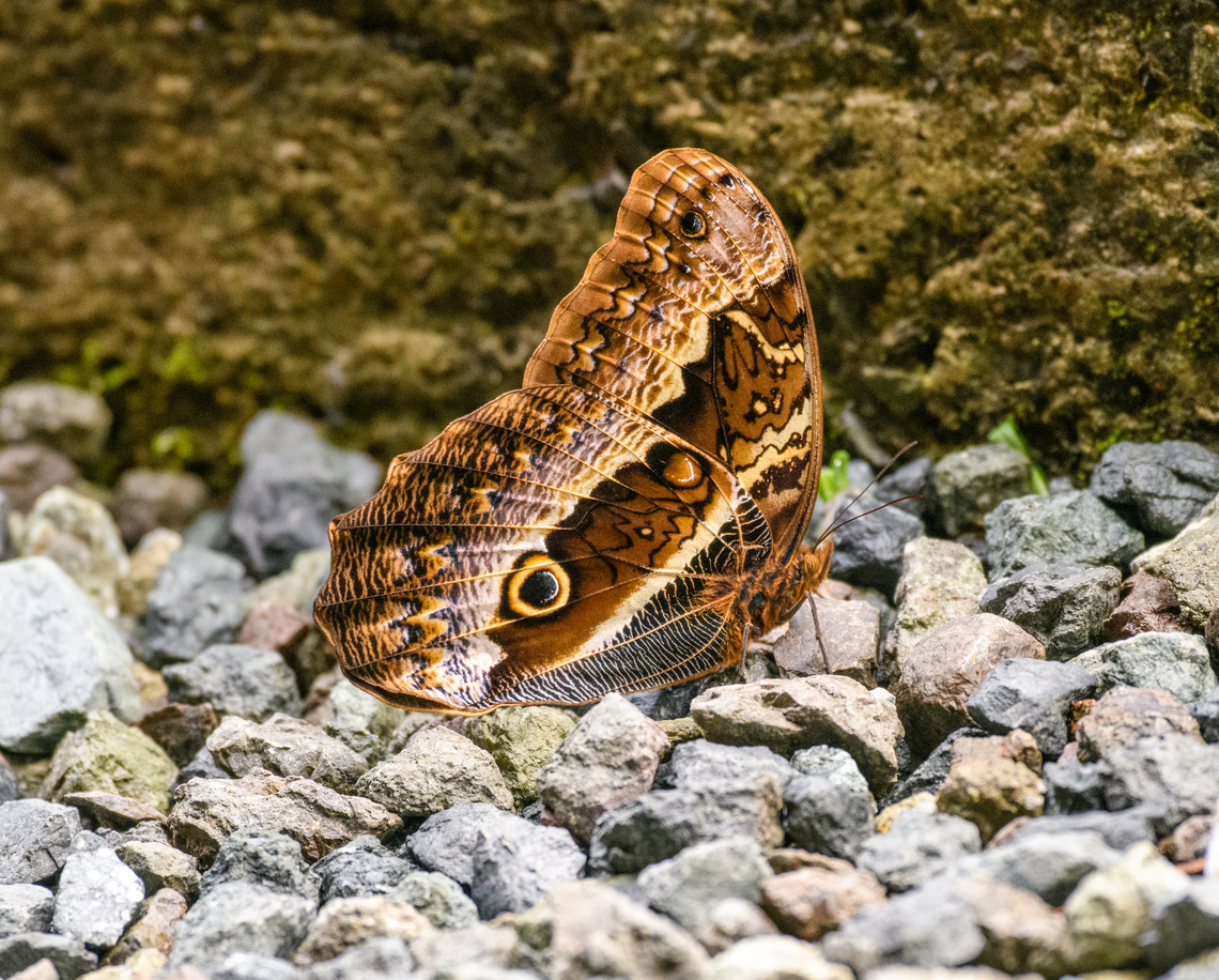 Caligo oberthurii, Otún Quimbaya Fauna and Flora Sanctuary, Colombia  Caligo oberthurii,Colombia,Colombia 2022,Geotagged,Otún Quimbaya Fauna and Flora Sanctuary,South America,Summer,World