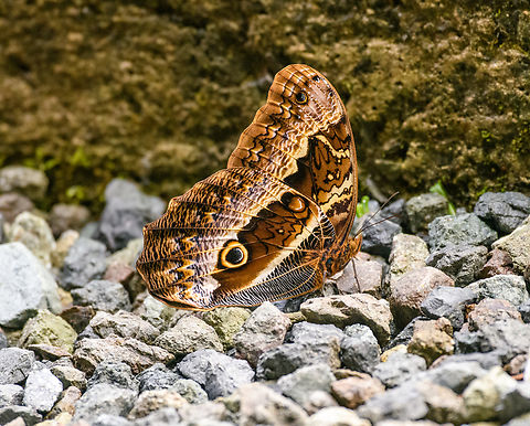 Caligo oberthurii, Ot&uacute;n Quimbaya Fauna and Flora Sanctuary, Colombia  Caligo oberthurii,Colombia,Colombia 2022,Geotagged,Ot&uacute;n Quimbaya Fauna and Flora Sanctuary,South America,Summer,World