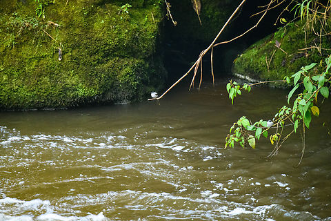 Torrent tyrannulet, Ot&uacute;n Quimbaya Fauna and Flora Sanctuary, Colombia Two of them in the scene. They never got closer than this, unfortunately. Colombia,Colombia 2022,Geotagged,Ot&uacute;n Quimbaya Fauna and Flora Sanctuary,Serpophaga cinerea,South America,Summer,Torrent tyrannulet,World