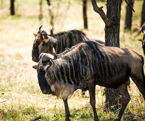 Blue Wildebeests migrating North, Tanzania  Africa,Blue wildebeest,Connochaetes taurinus,Serengeti National Park,Serengeti North,Serengeti area,Tanzania