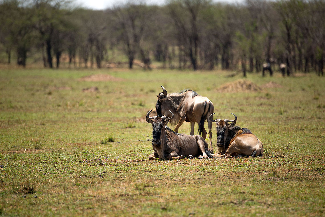 Blue Wildebeests taking a break from grazing, Northern Serengeti  Africa,Blue wildebeest,Connochaetes taurinus,Serengeti National Park,Serengeti North,Serengeti area,Tanzania