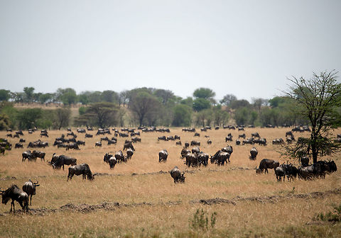 Dense migration field of Wildebeests, Northern Serengeti During the Great Migration, the more you travel north in the Serengeti, the more dense the herds of Wildebeests become. It's a spectacular site to see so many of them as far as you can see. Africa,Blue wildebeest,Connochaetes taurinus,Serengeti National Park,Serengeti North,Serengeti area,Tanzania