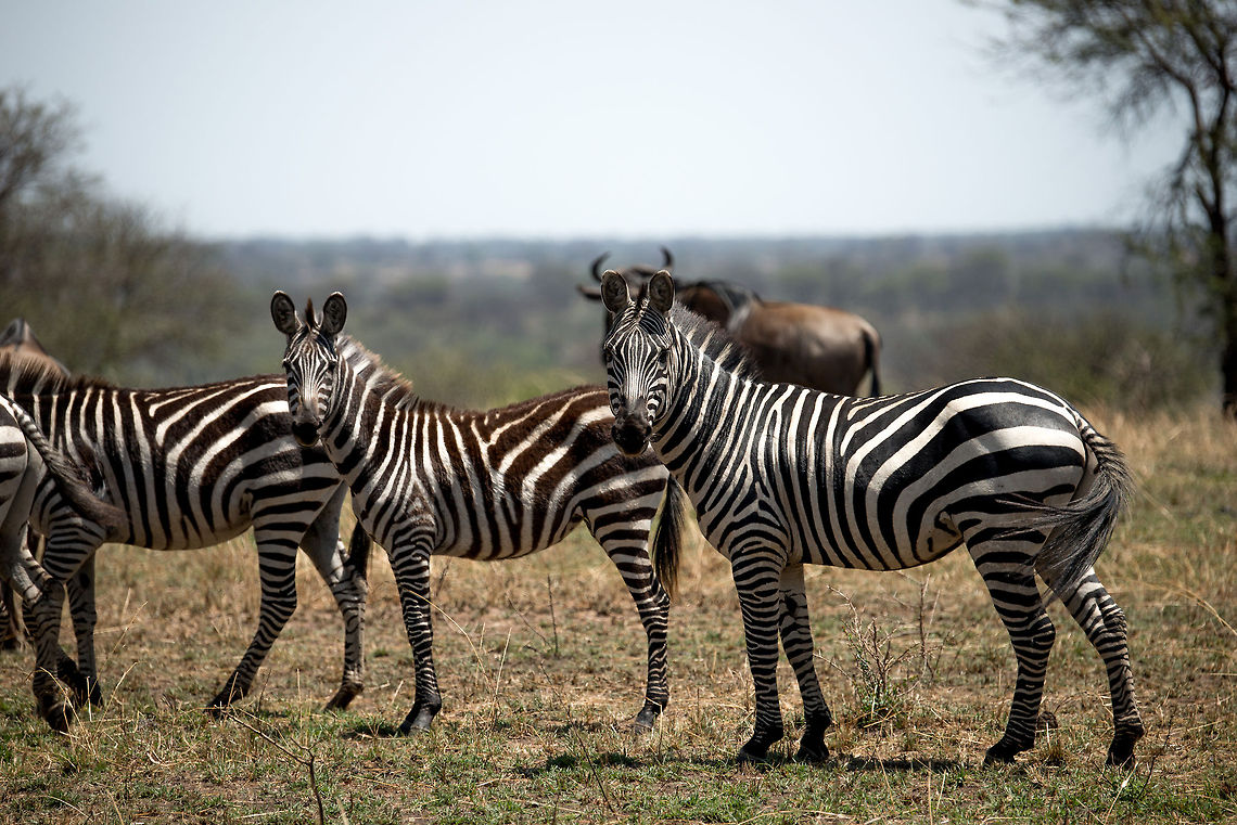 Plains Zebra family during the Great Migration, Northern Serengeti  Africa,Equus quagga,Plains zebra,Serengeti National Park,Serengeti North,Serengeti area,Tanzania