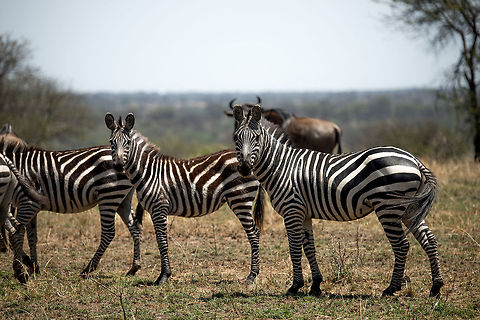 Plains Zebra family during the Great Migration, Northern Serengeti  Africa,Equus quagga,Plains zebra,Serengeti National Park,Serengeti North,Serengeti area,Tanzania
