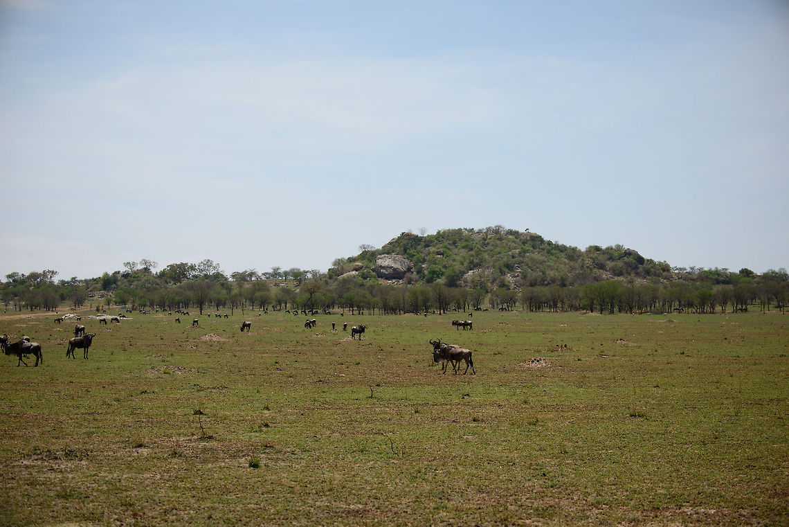 What Wildebeests do to grass In this shot of the Serengeti plains in the north, you can see the effect of millions of Wildebeests passing by, grazing, traveling north. At this time, the larger herd was already further ahead. What gets left behind are grass plains stripped completely of grass.<br />
<br />
Note in the background the large "kopje", a popular hiding place for several predators. Africa,Serengeti National Park,Serengeti North,Serengeti area,Tanzania