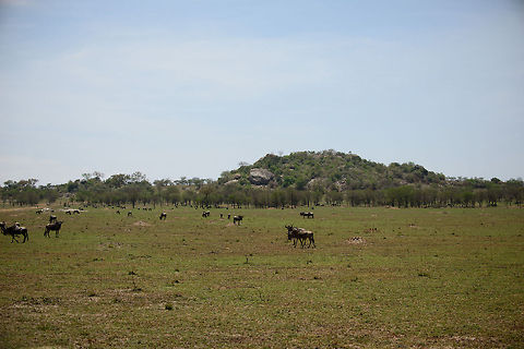 What Wildebeests do to grass In this shot of the Serengeti plains in the north, you can see the effect of millions of Wildebeests passing by, grazing, traveling north. At this time, the larger herd was already further ahead. What gets left behind are grass plains stripped completely of grass.

Note in the background the large "kopje", a popular hiding place for several predators. Africa,Serengeti National Park,Serengeti North,Serengeti area,Tanzania